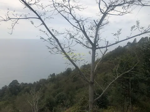 На продаже земельный участок в Сарпи с видом на море и на горы. Аджария.