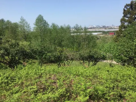 В нескольких километрах от Батуми, с прекрасным видом на горы продается земельный участок