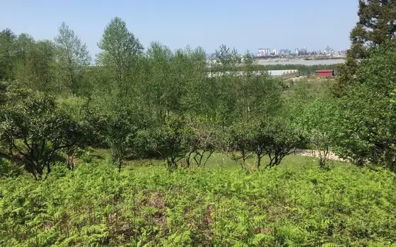 В нескольких километрах от Батуми, с прекрасным видом на горы продается земельный участок