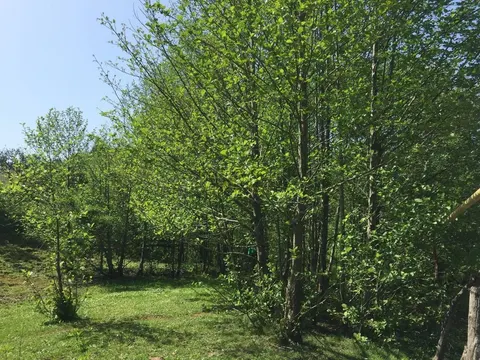 В нескольких километрах от Батуми, с прекрасным видом на горы продается земельный участок