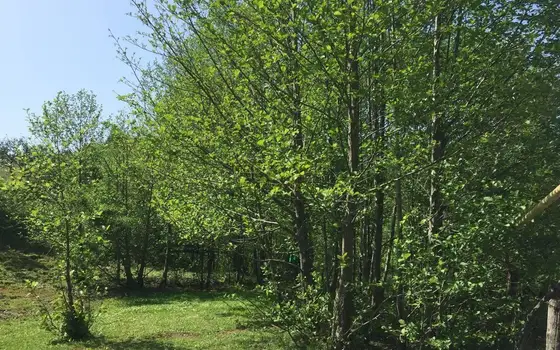 В нескольких километрах от Батуми, с прекрасным видом на горы продается земельный участок - სურათი 1