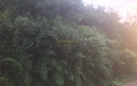 Село  Капрешуми в муниципалитете Хелвачаури недалеко от Батуми.