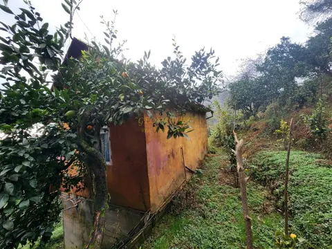 Село Хала Кобулетского муниципалитета.