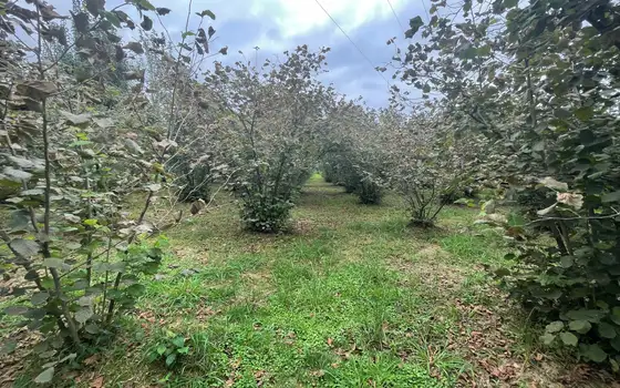 В девяти километрах от Кобулети, село Гвара.