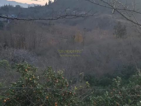 Село Кончкати Озургетского муниципалитета.
