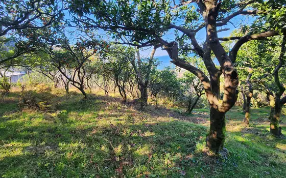 1000 m² Land Plot in Gonio with View, photo 4