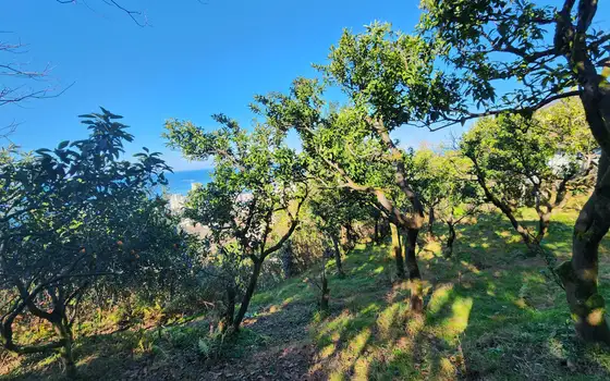 1000 m² Land Plot in Gonio with View, photo 7