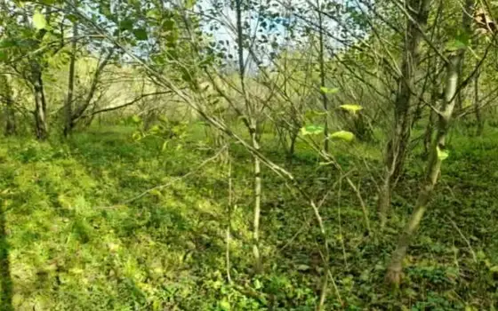 Земельный участок в Гурии, курорт Уреки.