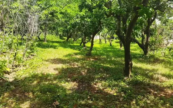 В село Шарабидзееби, Хелвачаурский муниципалитет, в 5 км от Батуми.