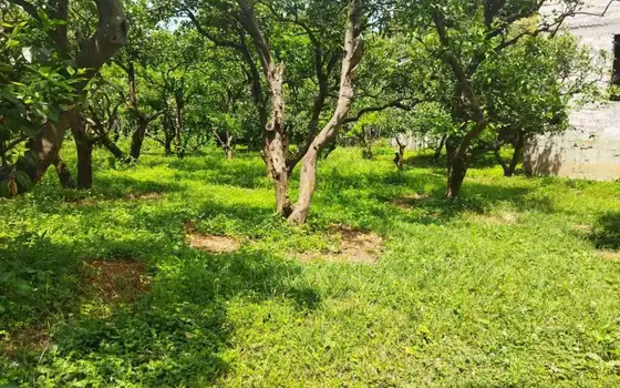 В село Шарабидзееби, Хелвачаурский муниципалитет, в 5 км от Батуми. - სურათი 1
