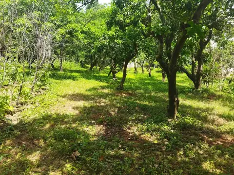 В село Шарабидзееби, Хелвачаурский муниципалитет, в 5 км от Батуми.