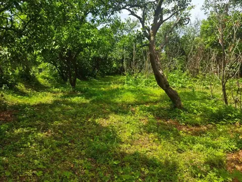 В село Шарабидзееби, Хелвачаурский муниципалитет, в 5 км от Батуми.