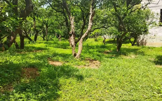 В село Шарабидзееби, Хелвачаурский муниципалитет, в 5 км от Батуми. - სურათი 1