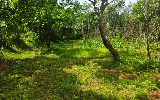 В село Шарабидзееби, Хелвачаурский муниципалитет, в 5 км от Батуми.