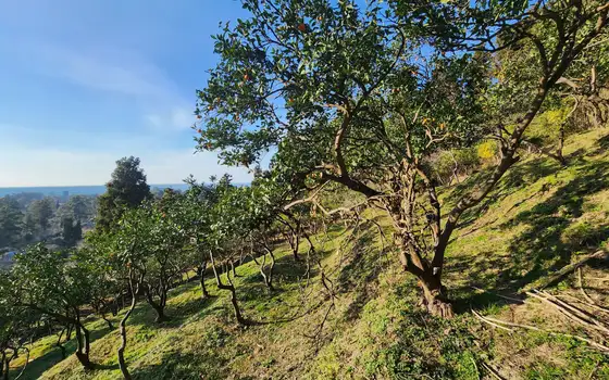 2335 m² Land Plot in Gonio, photo 3