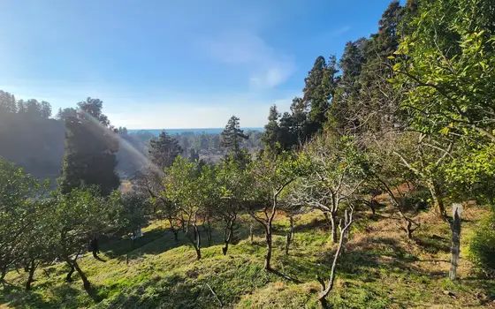 2335 m² Land Plot in Gonio, photo 9