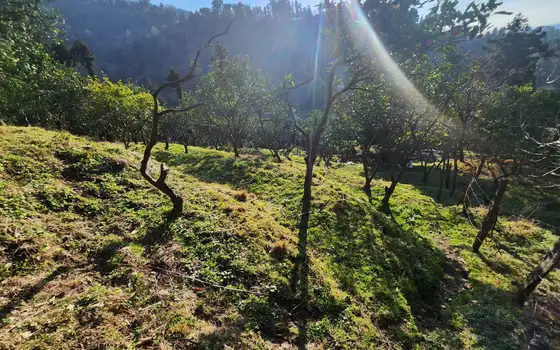2335 m² Land Plot in Gonio, photo 11