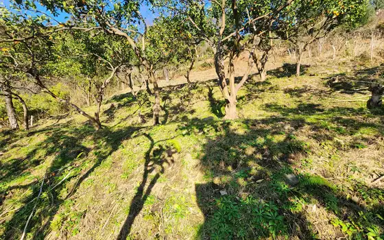 2335 m² Land Plot in Gonio, photo 6