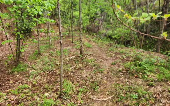 Land plot with non-rural status., photo 4