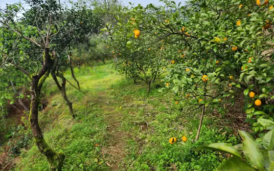 Land plot with non-rural status., photo 9