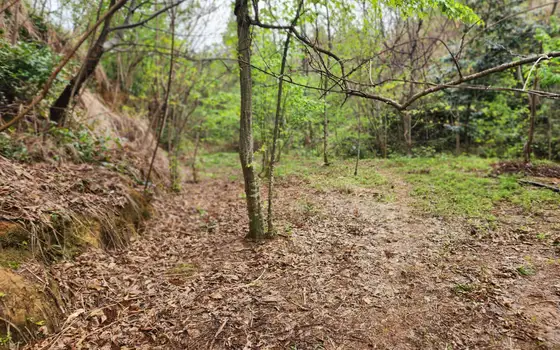 Land plot with non-rural status., photo 3