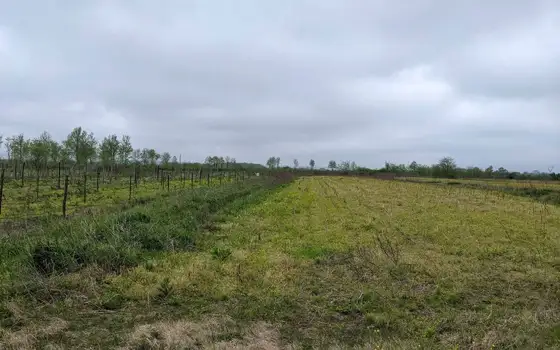 Agricultural land in Khobsky district., photo 4