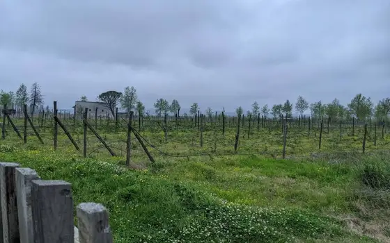 Agricultural land in Khobsky district., photo 2
