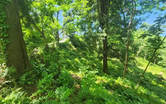 Non-agricultural land in Makhinjauri., photo 12