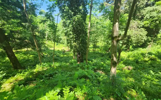 Non-agricultural land in Makhinjauri., photo 9