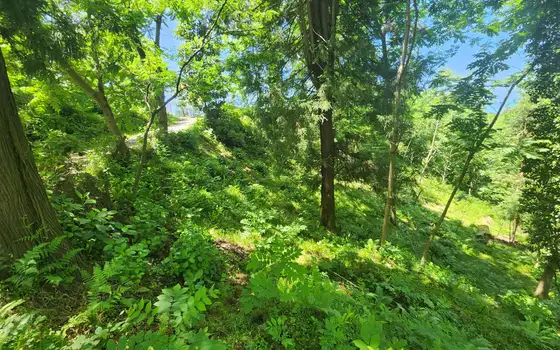 Non-agricultural land in Makhinjauri., photo 11