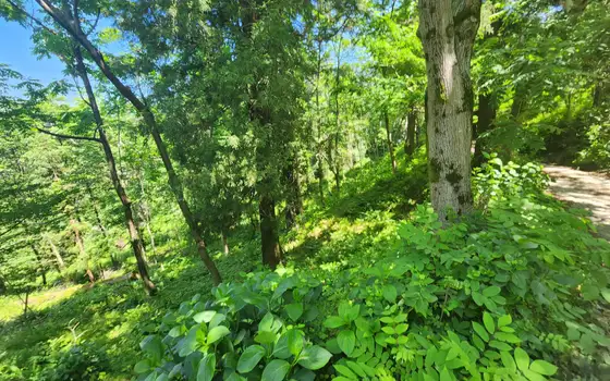 Non-agricultural land in Makhinjauri., photo 7