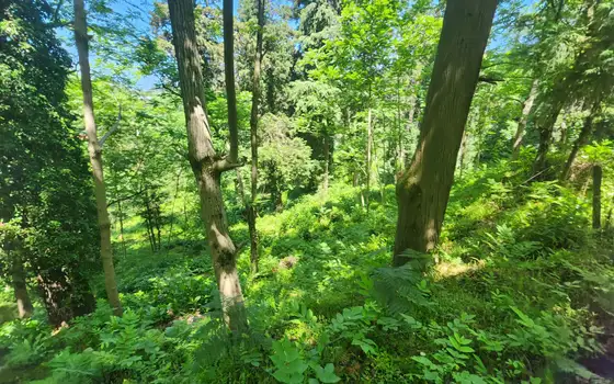 Non-agricultural land in Makhinjauri., photo 8