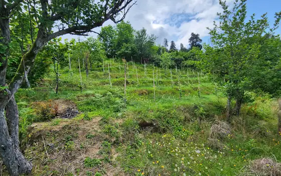 Land plot 1 km from the sea., photo 12