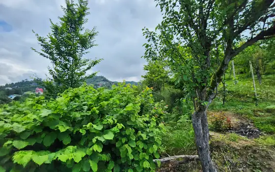 Land plot 1 km from the sea., photo 11
