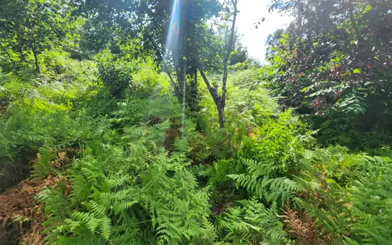 2500 m² Non-Agricultural Land in Sarpi, photo 3