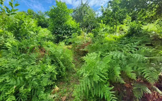 2500 m² Non-Agricultural Land in Sarpi, photo 2