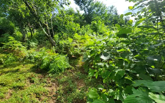 2500 m² Non-Agricultural Land in Sarpi, photo 4