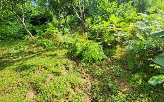 2500 m² Non-Agricultural Land in Sarpi, photo 5