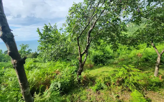 2500 m² Non-Agricultural Land in Sarpi, photo 10