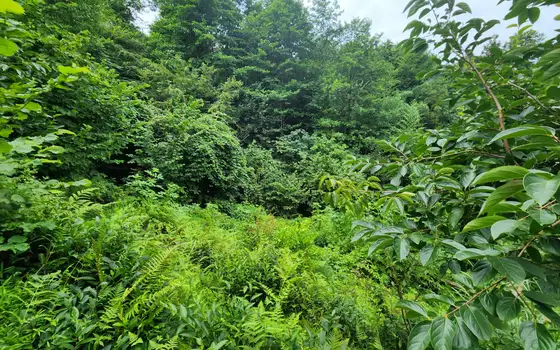 Land plot in Makhinjauri., photo 7
