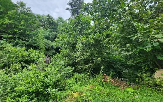 Land plot in Makhinjauri., photo 4