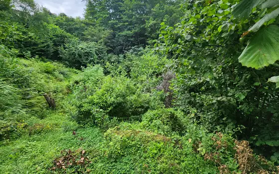 Land plot in Makhinjauri., photo 2
