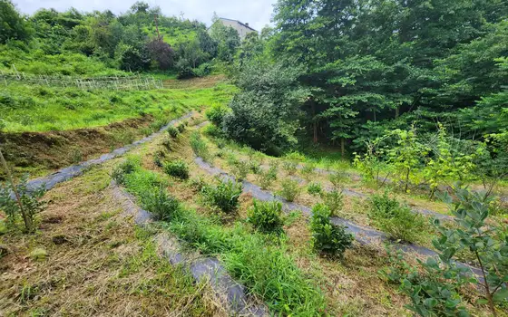 Land for sale in Makhinjauri., photo 8