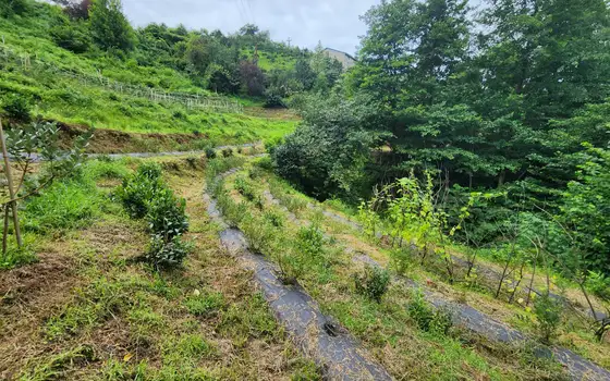 Land for sale in Makhinjauri., photo 5