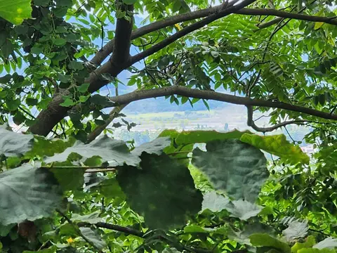 Продается земельный участок по выгодной цене.
