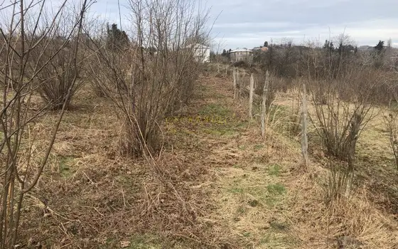 Продается земельный участок с видом на горы фундуковым садом в Чакви. Сакартвело.