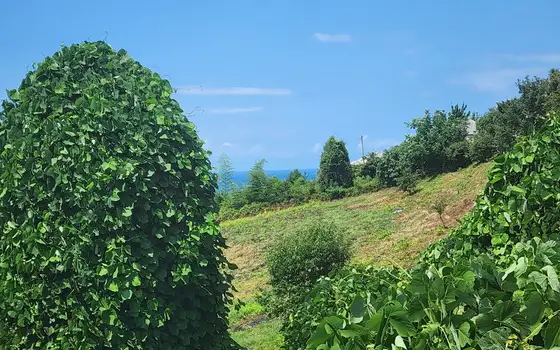 Продается земельный участок в Чакви.
