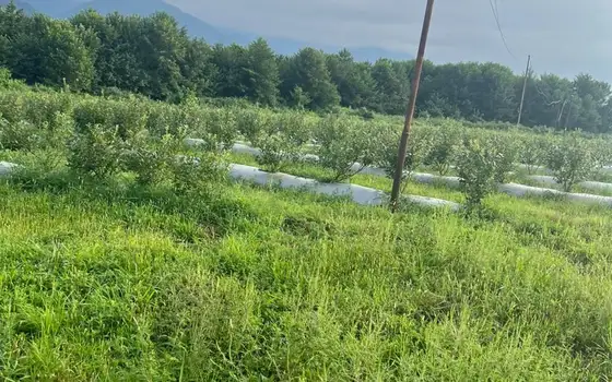 Продается земельный участок в Озургетском районе.