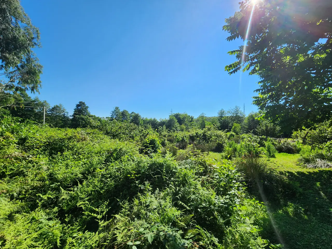 Investment Plot of 5,537 m² in a მშვიდ and Green Area of Chakvi, photo 1
