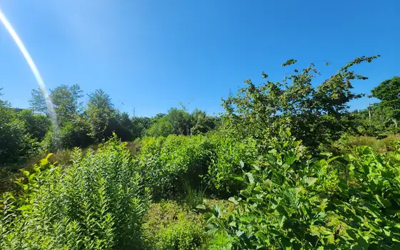 Investment Plot of 5,537 m² in a მშვიდ and Green Area of Chakvi, photo 5